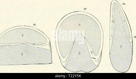 Archiv Bild von Seite 34 der Säugetiere Einführung in sterben sterben sterben Säugetiere. Einführung in die Anatomie und Systematik der fossilen recenten und Mammalia diesugetiereei 00 webeuoft Jahr: 1904 N ganz einzig dastehender Nagel. Solche l) esondere Nagelformen erwidint der systematische Teil. - Embryonale kommt die Entwickelung der Nagel-Platte unter einem weichen Gewebe zu stände, dem Eponychium, das in das zukünftige Sohlenhorn sich fortsetzt und Dorsalen bis zum Nagelwall reicht, bei der Geburt oder bereits vorher aber schwindet. Gegenüber den Unguiculata. sterben planti-oder digitigrad Sindh, stehen Stockfoto