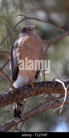 Der Cooper hawk unblinking Aufmerksamkeit ist auf Anzeige in der Lion Park, Cheyenne, Wyoming. Stockfoto