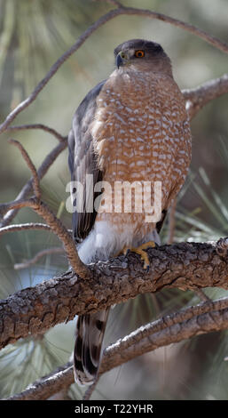 Der Cooper hawk unblinking Aufmerksamkeit ist auf Anzeige in der Lion Park, Cheyenne, Wyoming. Stockfoto