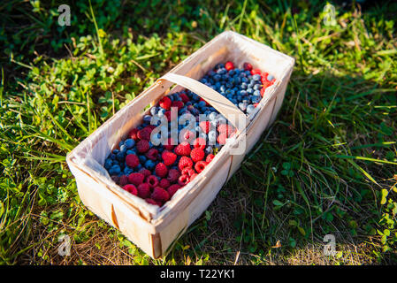 Schiene Korb mit frisch gepflückten Beeren Stockfoto