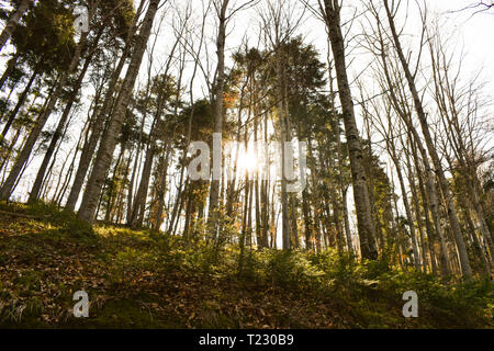 Sonne scheint durch die schönen Laubwald im frühen Frühling. Wald durch gelbe Sonnenlicht beleuchtet. Stockfoto