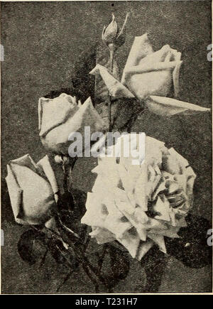 Archiv Bild von Seite 69 der Dingee Leitfaden zur Rose Kultur Dingee Leitfaden zur Rose Kultur: 1850 1910 dingeeguidetoros 19 Ding 1 Jahr: 1910 1850 DiNGEE Leitfaden zur Rose Kultur Prinzessin Bonnie Set Hardy im Norden, Herrlichen im Süden. Blüte die ganze Zeit 12 GELDSTRAFE FREI - Blühende Rosen für $ 1 Anpflanzung von Dingee zuverlässige Lager, die wir in einigen Wert darauf vorbereitet haben, dass sie eine Reihe unserer Wahl Arten für eine Bonnie Sammlung ein Favorit ist. Wenn Sie möchten, haben zwölf Der sehr edle Rosen, Hardy und Frei-blühenden - so viel Wert wie fünf Mal so viele billige und imknown Arten possessin Stockfoto