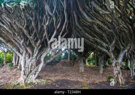 Portugal, Azoren, Insel Pico, Wein Museum, Drachenbäume, Dracaena Draco Stockfoto