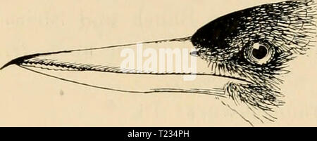 Archiv Bild ab Seite 133 von Die Vögel; Handbuch der systematischen Sterben Vögel; Handbuch der systematischen Ornithologie dievgelhandbuc 02 reic Jahr: 1913 220 Insessores. Sitzfüssler. T. veneratus (GM). Oberseits blass grünlichblau, unterseits weiss, ockergelblicli verwaschen. Junge oberseits braun und mit brauner Brust - lainde. L. 200, Fl. 95 mm. Gesellschaftsinseln. T. reciirrirostris Lafr. "Schnabel an der Spitze etwas aufwärts ge-Bogen, durch blassockergelbes Kackenband und geringere Grösse vom vorigen unterschieden, Samoa. Syma weniger. Wie Halcyon, aber, vorderes Ende der Schnabel - sch Stockfoto