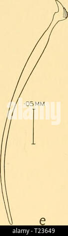 Archiv Bild von Seite 201 des Reports (1936) Entdeckung berichten discoveryreports 12 inst Jahr: 1936 • 05 MM 005 MM Stockfoto