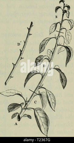 Archiv Bild ab Seite 204 von Die Veredelungen und your Aluminiu Stockfoto