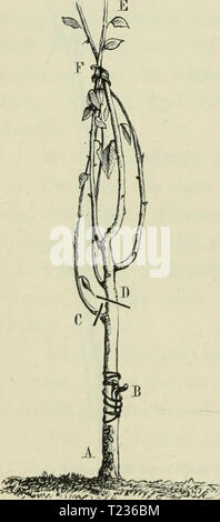 Archiv Bild ab Seite 207 von Die Veredelungen und your Aluminiu Stockfoto