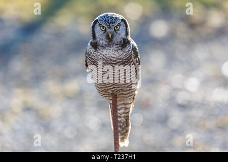 Northern Hawk Owl thront die Jagd im Winter, bei Vancouver BC Kanada Feb. 2019 Stockfoto