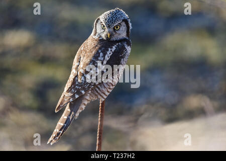 Northern Hawk Owl thront die Jagd im Winter, bei Vancouver BC Kanada Feb. 2019 Stockfoto