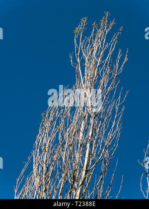 Tops von Silber Birken vor blauem Himmel, Großbritannien Stockfoto