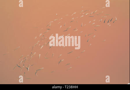 Fische schwimmen im Wasser getönten in Lebende Korallen Schatten Hintergrund Stockfoto