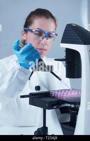 Wissenschaftlerin mit Mikroskop und mikropipette im Labor arbeiten. Stockfoto