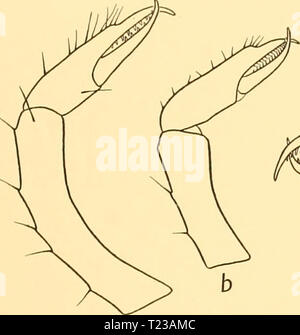 Archiv Bild von Seite 58 der Entdeckung berichten (1932) Entdeckung berichten discoveryreports 06 inst Jahr: 1932 NYMPHONIDAE 47 Palp. Terminal mehr als vorletzten Segment, sowohl setose (Abb. 8 b). Zwei Segmente zusammen gleich an Dritte, und ein wenig kürzer als das zweite Segment. Oviger. Terminal Kralle gleich zehnten Segment und bewaffnet mit 5-7 spinules. Gesamtzahl der denticulate Stacheln 19-22. Die Segmente 4-6 in den Proportionen 1-3: 1-73: Ich (Abb. 18 a); fünfte Segment gebogen und von fast einheitlichen Durchmesser über. Dritte Etappe. Zweite coxa ein wenig länger als die Summe der beiden anderen. Femu Stockfoto