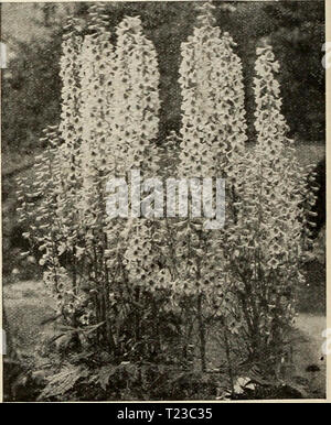 Archiv Bild von Seite 91 der Dingee Leitfaden zur Rose Kultur Dingee Leitfaden zur Rose Kultur: Seit mehr als 60 Jahren eine Behörde 1918 dingeeguidetoros 19 Ding 10 Jahr: 1918 Dianthus - Hardy Rosa. Blüht im April - Ziemlich scharlachrote Blüten manchmal 12 Zoll, AQUFLEGIA (Columbine) Folkestone mit Gelb. 1 bis 2 Fuß. Coerulea - Mehrere blaue und weiße Blumen auf einen Stiel, getönt, mit Flieder. Schön für Grenze oder Steingarten. 9 Candidissima - Pure White. 2 bis 3 Fuß. BEL, TyTS (Englisch Daisy) - Charmante Rand Pflanzen, mit Button-förmigen Blüten. 6 Zoll. Separate Farben, Rot oder Weiß. ICEEAiSD MOHNBLUMEN - Gemischte c Stockfoto