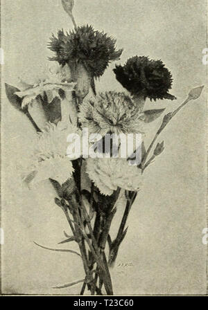 Archiv Bild von Seite 92 der Dingee Leitfaden zur Rose Kultur Dingee Leitfaden zur Rose Kultur dingeeguidetoros 19 Ding 7 Jahr: 1916 Stokesia cyanea-Stokes' Aster. Stauden - fortgesetzt. Blüht im Juni CAMPANULA (Canterbury Bells) - Single in verschiedenen Farben, von Weiß, Lila, Blau oder Rosa. 3 Füße. Doppelzimmer Blau - 8 Zoll. DELPHINIUM (Belladonna) - Everblooming Hardy Lerche - Sporn. Die schönsten Himmel blau von Zwerg Gewohnheit. 3 bis 4 Fuß. Blüht den ganzen Sommer, bis der Schnitt durch Frost. Formosum - Tief Enzian blau mit weißer Biene. Lange spikes, 18 Zoll bis 2 Fuß. Achillea ptarmica Flore pleno - "Die Perle. Gaillar Stockfoto