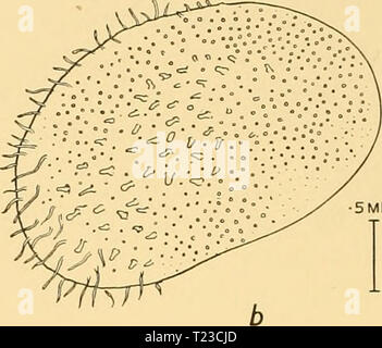 Archiv Bild von Seite 117 des Reports (1936) Entdeckung berichten discoveryreports 12 inst Jahr: 1936 • QE 5 mm, 5 mm Stockfoto