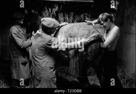 Alle Kreaturen, die Großen und die Kleinen (1975) Simon Ward, Datum: 1975 Stockfoto