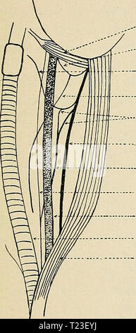 Archiv Bild ab Seite 162 von Richtungen, die für die Arbeit im Labor in Richtungen für die Arbeit im Labor in der Physiologie directionsforlab 1906 lomb Jahr: Verkehr 1906 A-D RICSriRATlON von SÄUGETIER. 139, das Tier ist 'Coming out' und braucht mehr Äther vorhanden. Wenn die Atmung stoppt oder wird krampfhafte, sofort testen die Reflexe, und wenn die Reflexe fehlen und die Pupille ist geweitet, stoppen Sie den Äther, künstliche Beatmung einleiten, und die Ausbilder. Die Menge der Äther sollte verringert werden, wenn die dritte Stufe erreicht ist, und nur ein wenig in Abständen gegeben, das Tier eingeschlafen zu halten. Für den Fall, Stockfoto