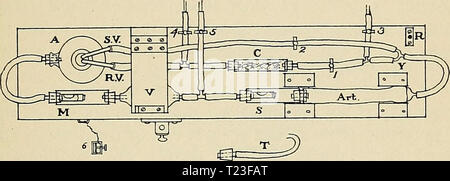 Archiv Bild ab Seite 166 von Richtungen, die für die Arbeit im Labor in Richtungen für die Arbeit im Labor in der Physiologie für die Verwendung von Medizinstudenten directionsforlab 00 lomb Jahr: 1914 entscheidende Bedingungen BI. OOD PRESSURli. 137 EXPERIMENT XXVII. Bedingungen für Blutdruck und Strömungsgeschwindigkeit. Die Nutzung der künstlichen Verkehr Gerät. In dieser Apparat der Ohrmuschel ist nicht Kontraktilen und der Ventrikel wird zum Teil durch die Schwerkraft und zum Teil durch Ansaugen aus der Glühbirne, die eine viel größere Saugkraft als eine wahre Herzkammer gefüllt. Den lungenkreislauf nicht angezeigt. Abb. 29. Floo Stockfoto