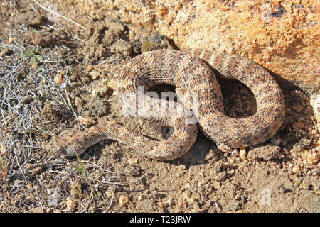 Gefleckte Klapperschlange (Crotalus mitchellii) Stockfoto