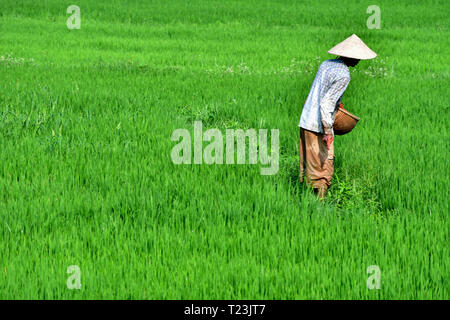 Vietnamesische Bauern auf Reisfeldern in der Nähe von Hue, Vietnam. Mann, der Vietnamesischen Hut. Stockfoto