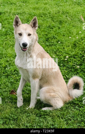 Portrait von Weißen sibirischen Husky. Russland Stockfoto