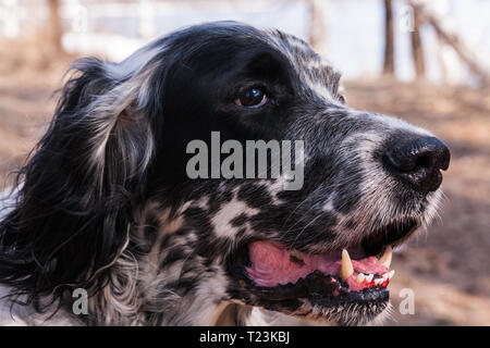 English Setter. Kopf von einem schönen Hund. Sibirien, Russland Stockfoto