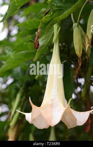 Engelstrompeten Blüten aus der Familie der Solanaceae auch als Angel's trumpet bekannt Stockfoto