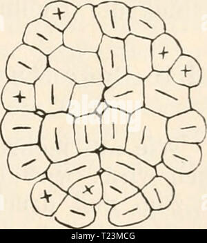 Archiv Bild ab Seite 112 von Die Zelle und Gewebe Zelle und Gewebe sterben. Grundzüge der Allgemeinen Anatomie und Physiologie diezelleunddiege01 hert Jahr: 1893-1898 Abb. 37. Befruchtetes Ei von Echinus mikrotuberculatus im Niederländisch-strömungscompressorium gepresst. Aus Verhandlungen der anatomischen Ge-sellschaft 1894, Seite 135, Abb. 1 - 5. Ein Stadion von 8 Zellen, B von 16 Zellen. 0 Dasselbe Ei in Vorbereitung zur nächsten Theilung. B durch Theilung der 16 Zellen (C) durch verticale Theilebeneu Sindh 32 in einer Ebene neben einander liegende Zellen entstanden. E Theilung Sterben in 64 Zellen Stockfoto