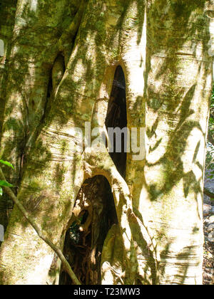 Baumwurzeln und eine Lücke in einem Baumstamm Stockfoto