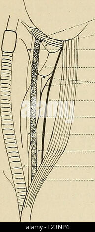 Archiv Bild ab Seite 188 von Richtungen, die für die Arbeit im Labor in Richtungen für die Arbeit im Labor in der Physiologie für die Verwendung von Medizinstudenten directionsforlab 00 lomb Jahr: Verkehr 1914 und Atmung der MAMMAI.. 159 Schnitt, und haben assistant Schwamm aus Blut mit warmen Salzlösung. Separate sterno-MASTOID von Sterno-hyoid; dies bringt die Ummantelung der Halsschlagader in Sicht. In der Nähe der Arterie sind die Venen und Nerven. Von diesem Zeitpunkt an wird es wohl besser sein Weg der Faszie längs Awith das stumpfe Ende eines Direktors oder eines ähnlichen Instruments, zu zerreißen..--' M. stylohyoideus Major. Stockfoto