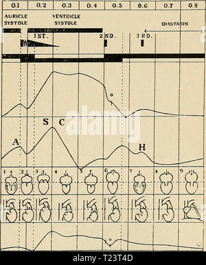 Archiv Bild ab Seite 258 von Richtungen, die für die Arbeit im Labor in Richtungen für die Arbeit im Labor in der Physiologie für die Verwendung von Medizinstudenten directionsforlab 00 lomb Jahr: 1914 NORMALE SOUNDS DES HERZENS. 22 g SYSTOLE SOUNDS VENTILE ÖFFNEN ELEKTROKARDIOGRAMM VENÖSE PUL 3: rechtes Herz HALSSCHLAGADER PUI, SH Abb. 43. Diagramm eines Herzzyklus, in Form von der rechten Seite des Herzens in Bezug auf die elektrokardiogramm, die arterielle und venöse Puls, und die iieart Sounds. Stockfoto