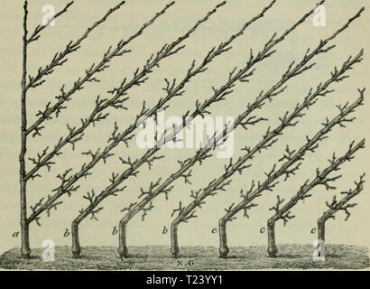 Archiv Bild ab Seite 392 von Die Veredelungen und your Aluminiu Stockfoto