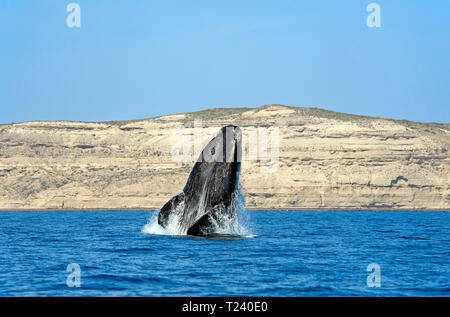 Südkaper (Eubalaena australis), die Verletzung, die Halbinsel Valdes, Patagonien, Argentinien Stockfoto