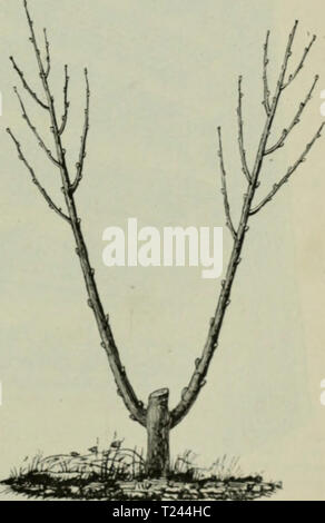 Archiv Bild ab Seite 220 von Die Veredelungen und your Aluminiu Stockfoto