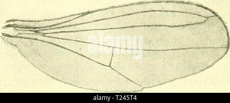 Archiv Bild von Seite 251 dipterologische Studien (1921) dipterologische Studien dipterologisches 00 becker Jahr: 1921 â r Abb. 105. Convexa hyptiocheta Beck. cT - 16:1. vorhanden. Pulvillen und Krallen klein. FlÃ¼-gel groÃ, von der Ge- Das¶hnlichen Form, sterben Kachelmann hat aber eine besondere Abweichung dadurch erhalten, daÃ die dritte Lã¤ngsader nicht in der Höhle FUigel-rand auslÃ¤uft, sondern sich vorher mit der zweiten verbindet, so daÃ hierdurch eine ge-schlossene und gestielte Zelle entsteht; sterben bereits LÃ¤ngsader ist dadurch weiter als gewÃ¶hnlich von der dritten abgerÃ¼ckt und mÃ¼ndet e Stockfoto