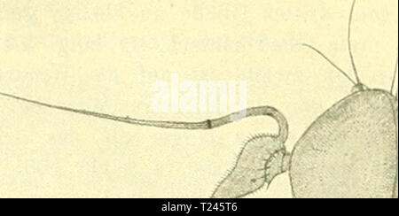 Archiv Bild von Seite 251 dipterologische Studien (1921) dipterologische Studien dipterologisches 00 becker Jahr: 1921 246 "J'h. r. i'cker. Â r Abb. 105. Convexa hyptiocheta Beck. cT - 16:1. vorhanden. Pulvillen und Krallen klein. FlÃ¼-gel groÃ, von der Ge- Das¶hnlichen Form, sterben Kachelmann hat aber eine besondere Abweichung dadurch erhalten, daÃ die dritte Lã¤ngsader nicht in der Höhle FUigel-rand auslÃ¤uft, sondern sich vorher mit der zweiten verbindet, so daÃ hierdurch eine ge-schlossene und gestielte Zelle entsteht; sterben bereits LÃ¤ngsader ist dadurch weiter als gewÃ¶hnlich von Dritten ein Stockfoto