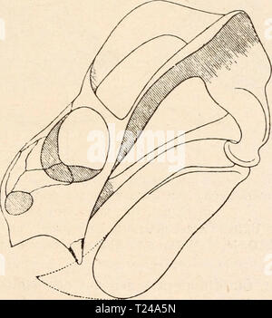Archiv Bild ab Seite 458 der Stämme der Wirbeltiere (1919) Stämme der Wirbeltiere diestmmederwir 00 abel Jahr sterben sterben: 1919 Abb. 339. Schräge Seiten- und Vorderansicht des Schädels von Sagecephalus pachyrhynchus, Jaekel, aus der Karrooformation (Untere Trias) Südafrikas, in ungefähr l/s Nat. Gr. (Nach O. Jaekel.) Abb. 340. Üordonia Traquairi, Newt, aus dem Perm von Cutties Hügel bei Elgin in Schottland. Etwa 1/. Ich Nat. Gr. Rekonstruktion des Schädels in Seitenansicht. (/ E.T. Newton.) Sterben Ausbildung eines sekundären Gaumens ist jedenfalls auch unab-hängig voneinander bei den Theroc Stockfoto