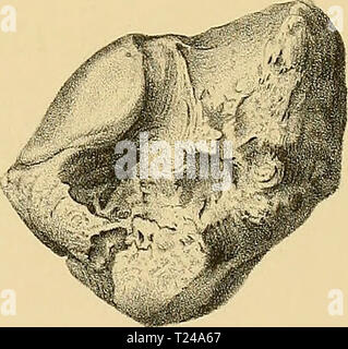 Archiv Bild ab Seite 458 Der Dinocerata eine Monographie der Dinocerata: eine Monographie einer ausgestorbenen Reihenfolge der riesigen Säugetiere dinoceratamonogr 00 mars Jahr: 1886 Stockfoto