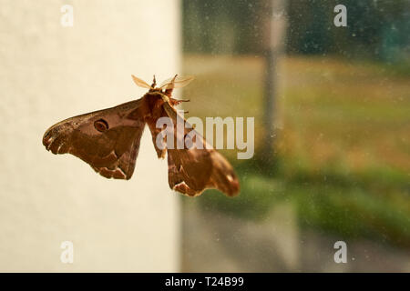 Ein Rost-rot und braun jonasi silkmoth kriecht auf ein Fenster auf einen Herbst Tag in Japan. Stockfoto