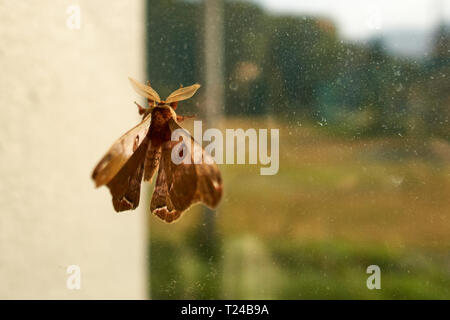 Ein Rost-rot und braun jonasi silkmoth kriecht auf ein Fenster auf einen Herbst Tag in Japan. Stockfoto