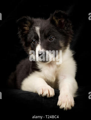 Portrait von Border Collie Welpen vor schwarzem Hintergrund Stockfoto