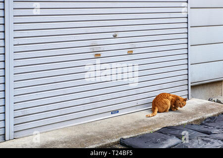 Streunende und verwilderte, orange tabby Katze sitzt vor dem Garagentor shutter auf Beton an einem sonnigen Tag. Stockfoto