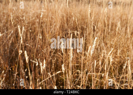 Groß, trockenes Gras auf einer sonnigen Herbsttag in der Nähe von Silver Lake in Brighton, Utah, USA. Stockfoto