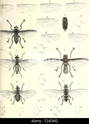 Archiv Bild von Seite 684 des Diptères exotiques Nouveaux ou peu Stockfoto