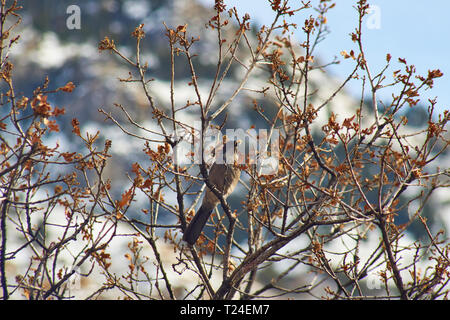 Western scrub jay thront auf einem Zweig eines ausgetrockneten Baum mit Nahrung im Schnabel auf einem Wintertag im Rock Canyon, Provo, Utah. Stockfoto