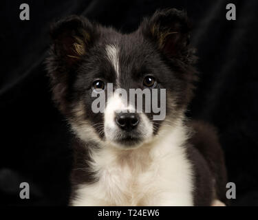 Portrait von Border Collie Welpen vor schwarzem Hintergrund Stockfoto
