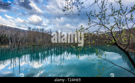 Biei, Distrikt Kamikawa, Präfektur Hokkaido. Himmelsreflexionen im Blauen Teich von Shirogane (AOI-ike). Stockfoto