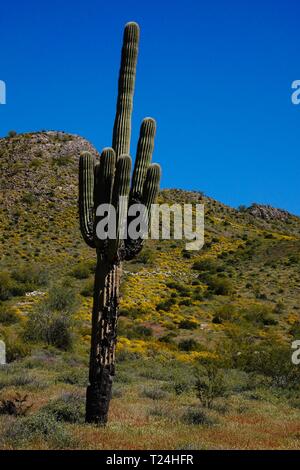 Im Frühjahr Wildblumen wachsen für eine kurze Zeit in der Wüste von Arizona auf dumme Freizeitpark. Stockfoto