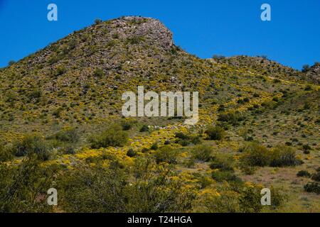 Im Frühjahr Wildblumen wachsen für eine kurze Zeit in der Wüste von Arizona auf dumme Freizeitpark. Stockfoto